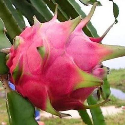 Hylocereus Undatus Dragon Fruit Seeds