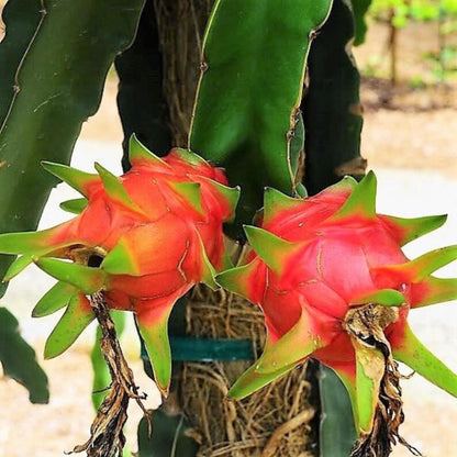 Hylocereus Undatus Dragon Fruit Seeds