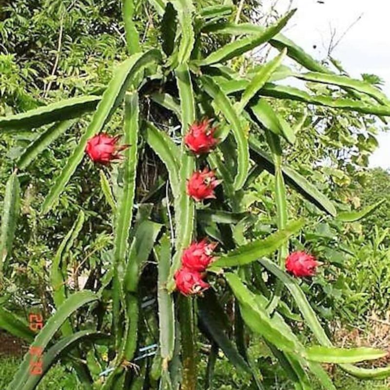 Hylocereus Undatus Dragon Fruit Seeds