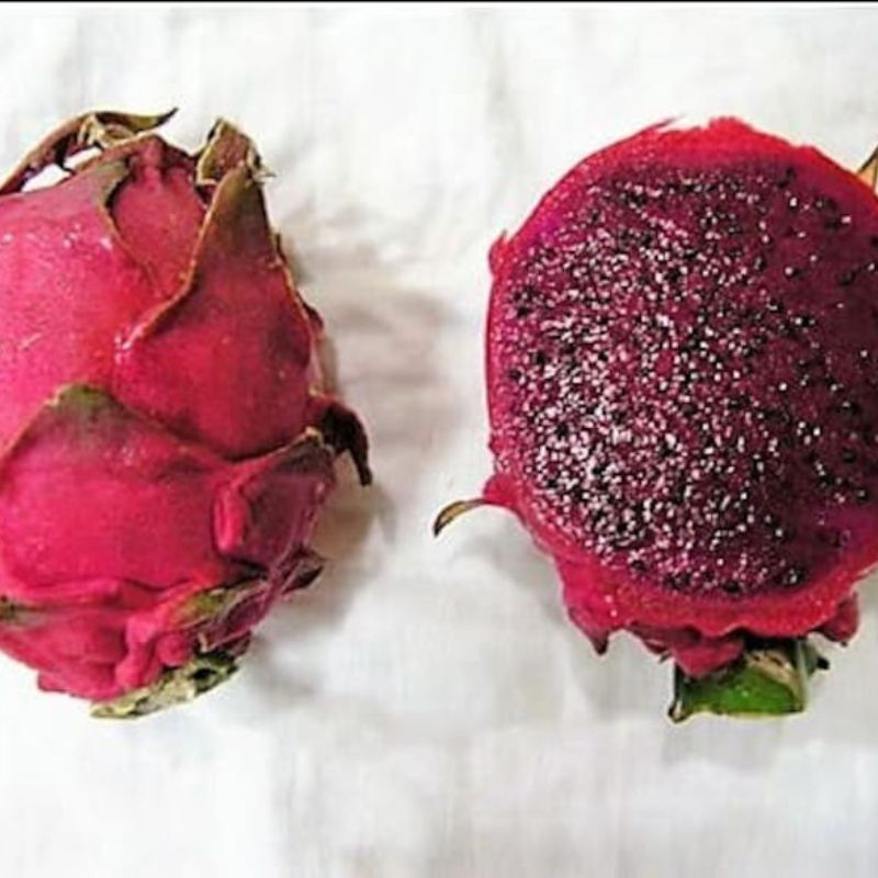 Hylocereus Undatus Dragon Fruit Seeds