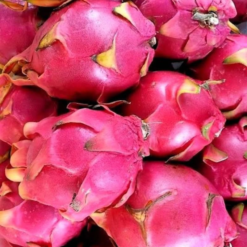 Hylocereus Undatus Dragon Fruit Seeds