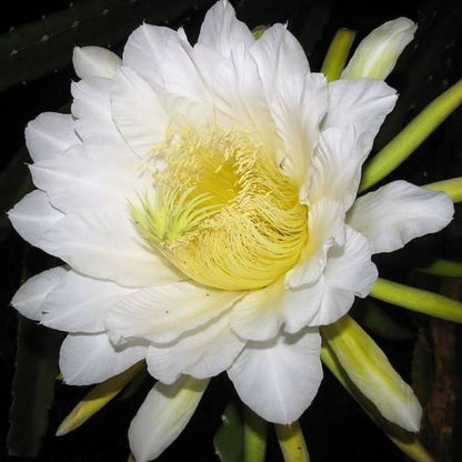 Hylocereus Undatus Dragon Fruit Seeds