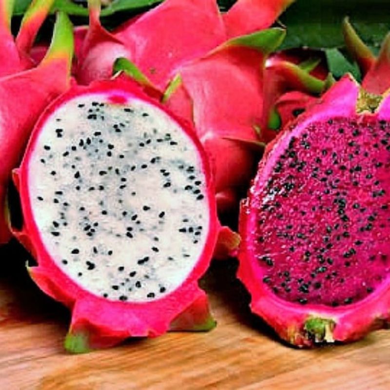 Hylocereus Undatus Dragon Fruit Seeds