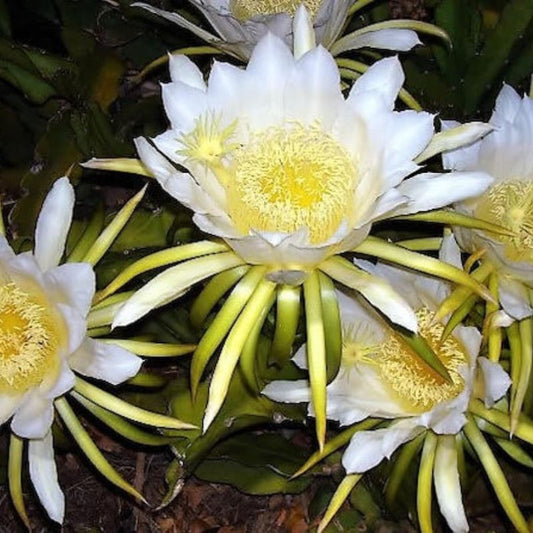 Hylocereus Undatus Dragon Fruit Seeds