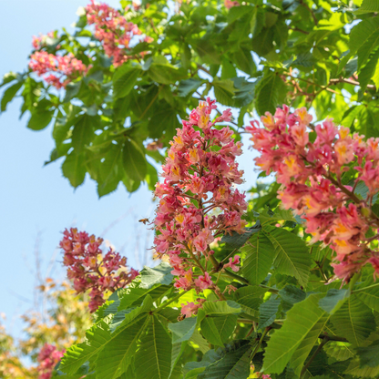 Indian Almond Tree Seeds