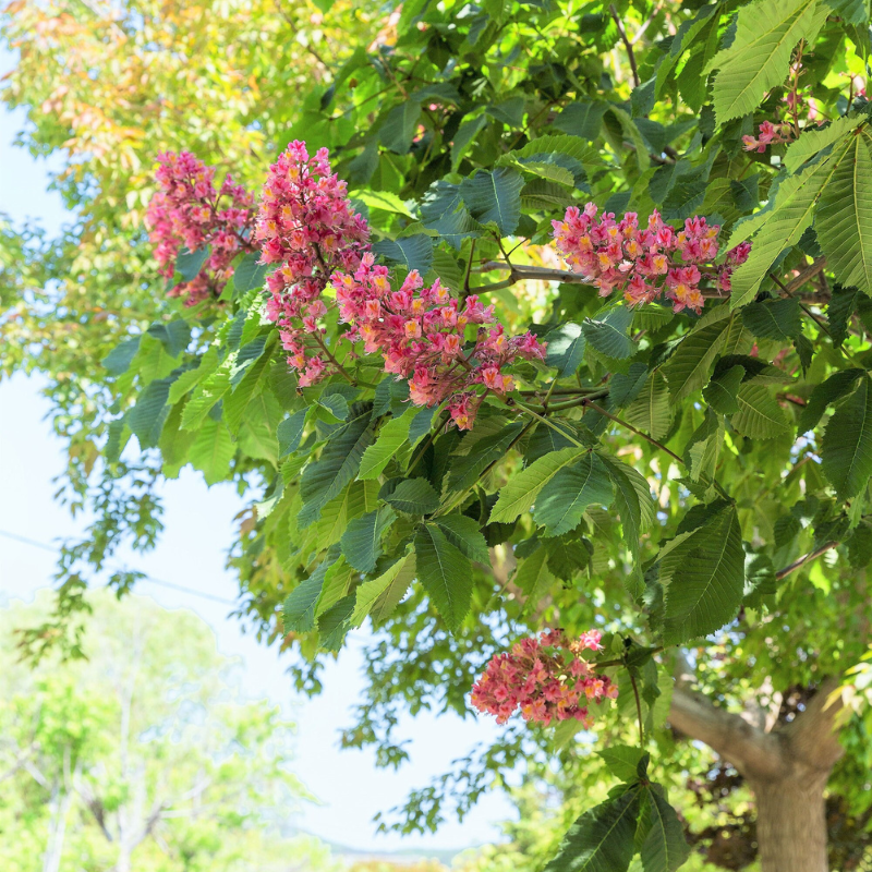 Indian Almond Tree Seeds