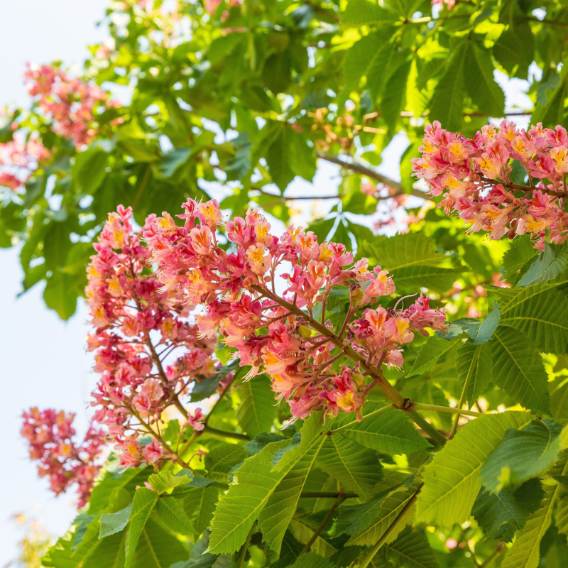 Indian Almond Tree Seeds