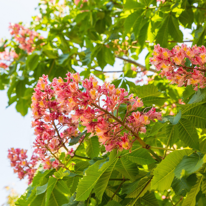 Indian Almond Tree Seeds