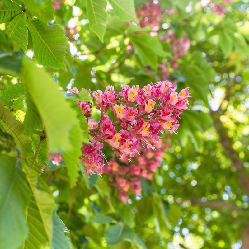 Indian Almond Tree Seeds