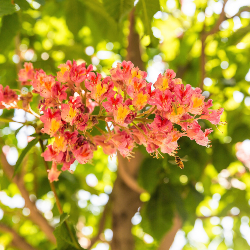 Indian Almond Tree Seeds