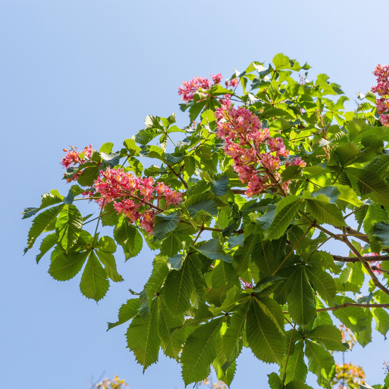 Indian Almond Tree Seeds