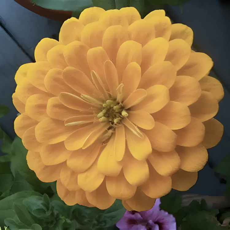 Isabellina Zinnia Flower Seeds