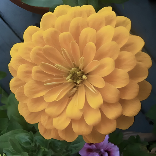 Isabellina Zinnia Flower Seeds