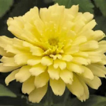 Isabellina Zinnia Flower Seeds