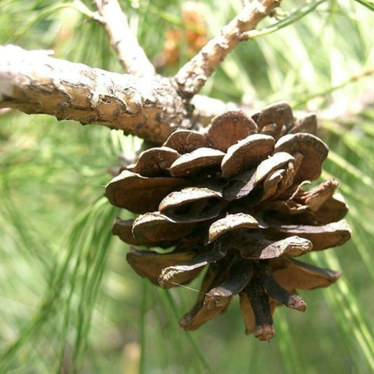 Japanese Pine Tree Seeds