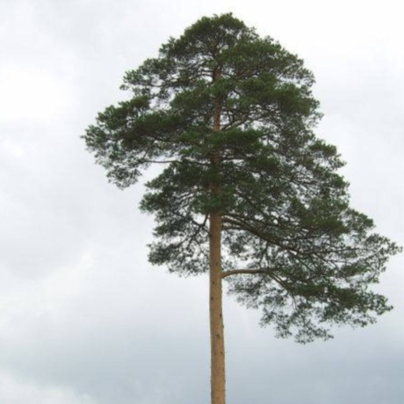 Japanese Pine Tree Seeds