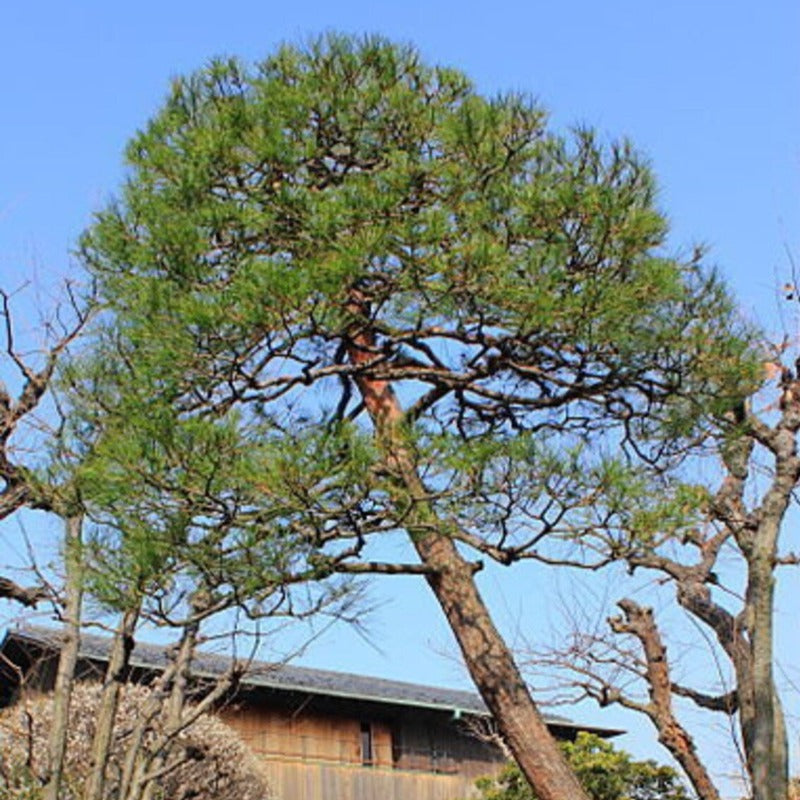 Japanese Pine Tree Seeds