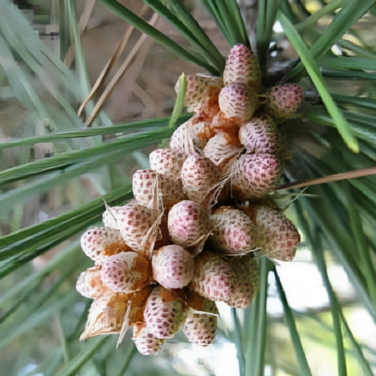 Japanese Pine Shrub Seeds