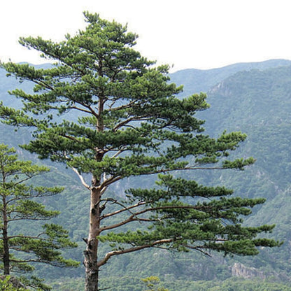 Japanese Pine Tree Seeds