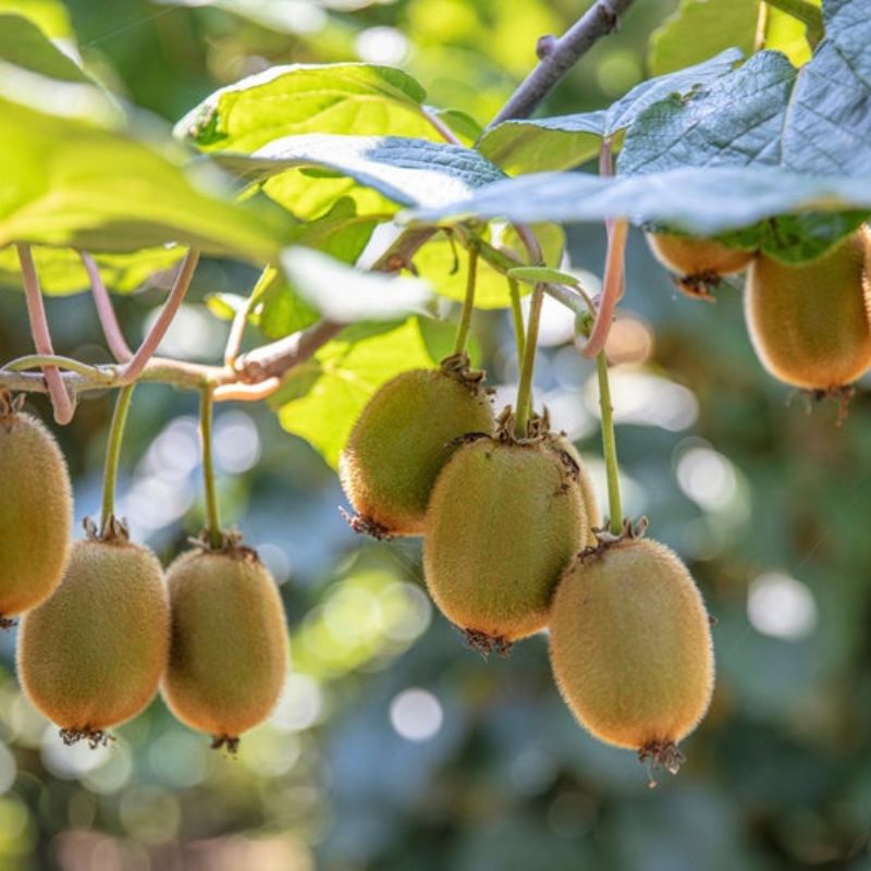 Kiwi Actinidia Fruit Seeds