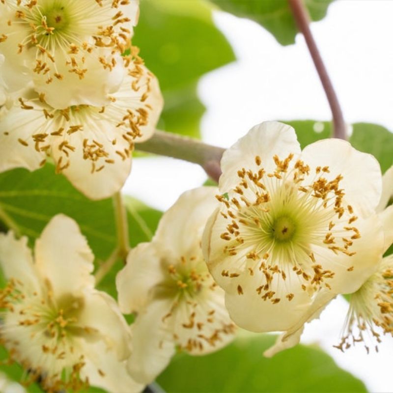 Kiwi Actinidia Fruit Seeds