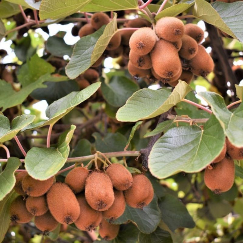 Kiwi Actinidia Fruit Seeds