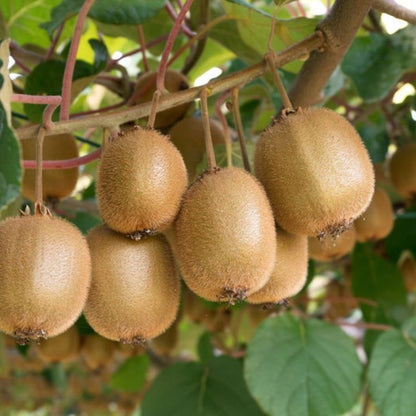 Kiwi Actinidia Fruit Seeds