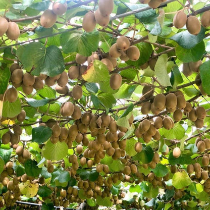 Kiwi Actinidia Fruit Seeds