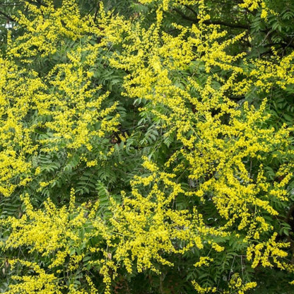 Koelreuteria Paniculata Nana Seeds