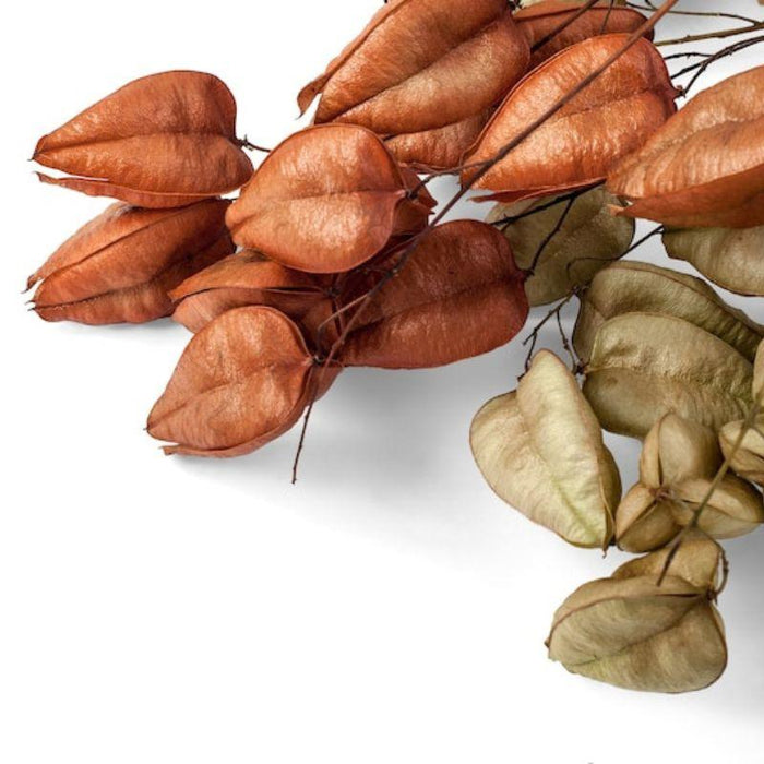 Dwarf Golden Rain Tree Seeds