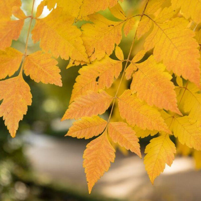 Dwarf Golden Rain Tree Seeds