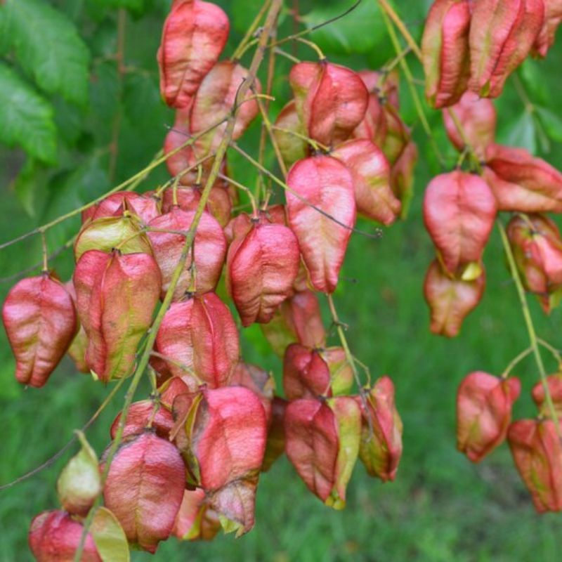 Koelreuteria Paniculata Nana Seeds