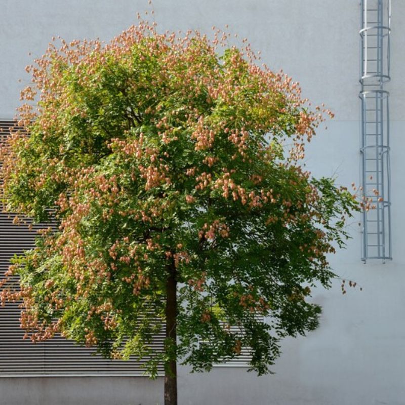 Koelreuteria Paniculata Nana Seeds