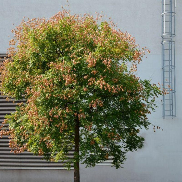 Dwarf Golden Rain Tree Seeds