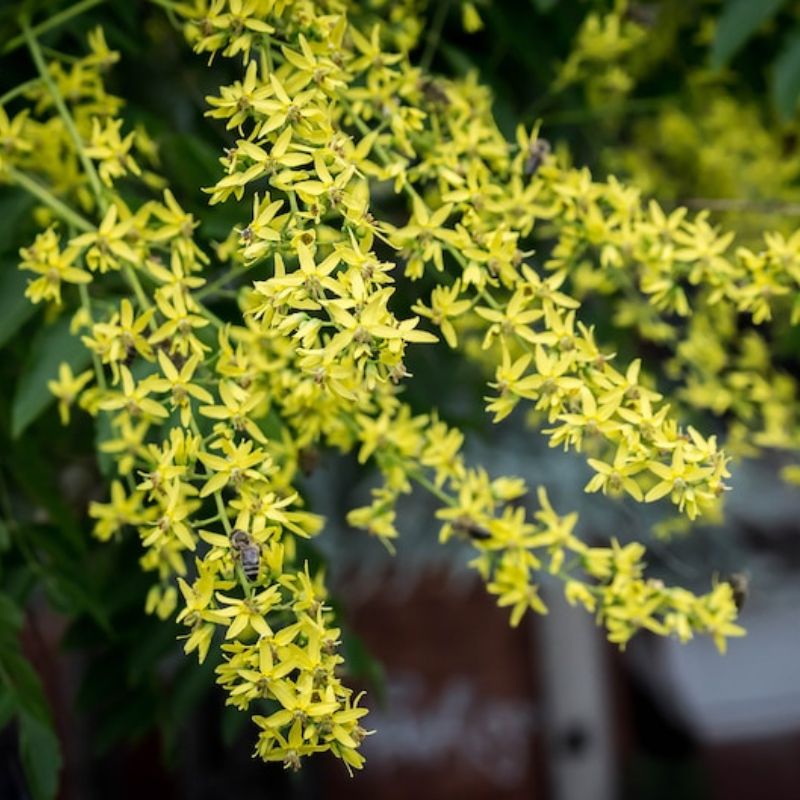 Koelreuteria Paniculata Nana Seeds