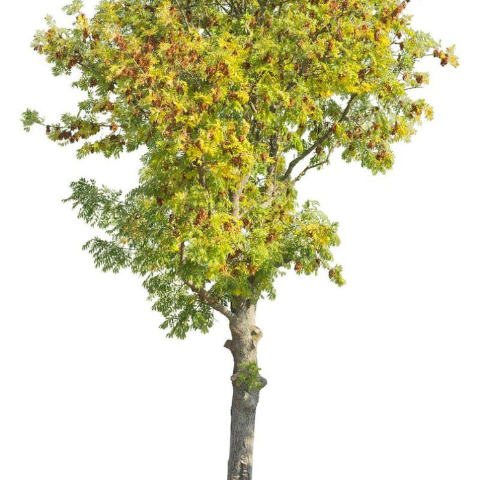 Dwarf Golden Rain Tree Seeds