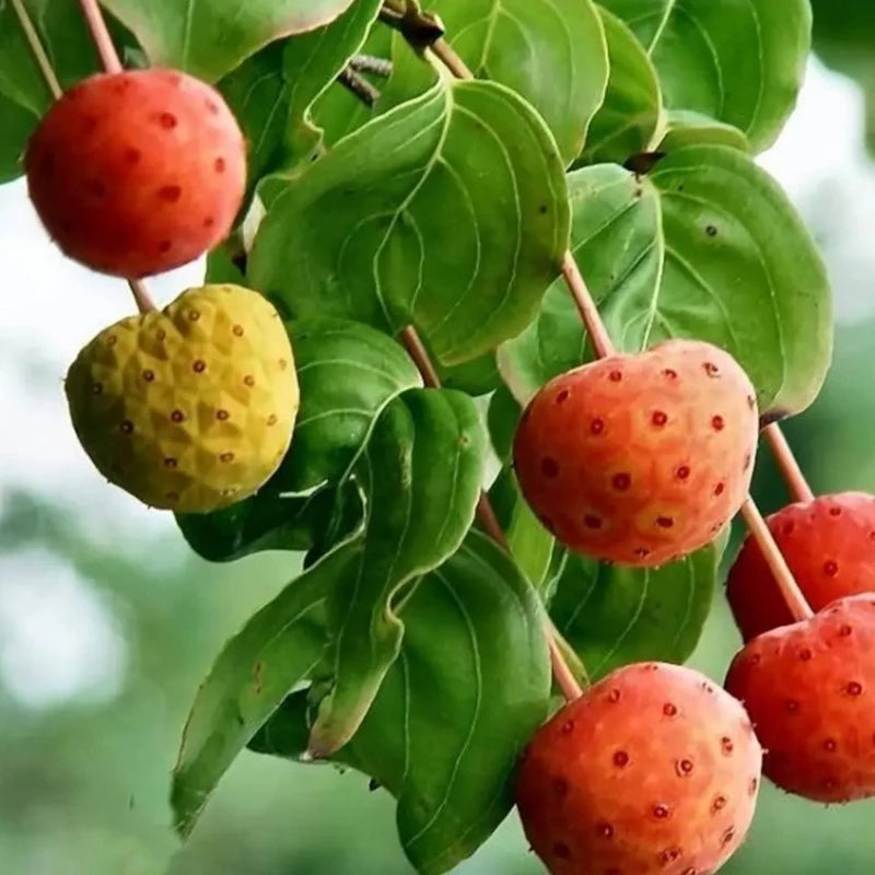 Kousa Dogwood Tree Seeds