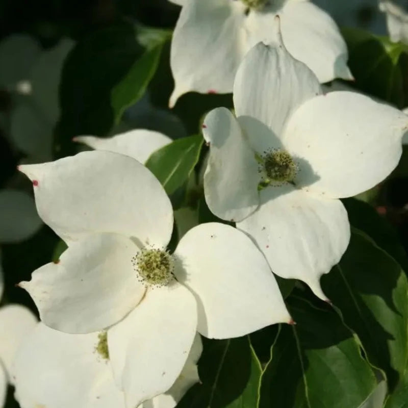 Kousa Dogwood Tree Seeds