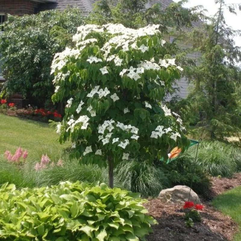 Kousa Dogwood Tree Seeds