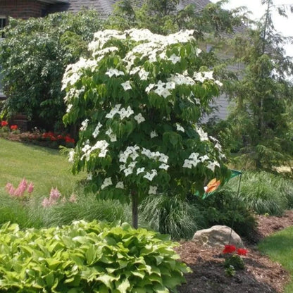 Kousa Dogwood Tree Seeds