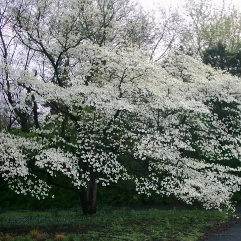 Kousa Dogwood Tree Seeds