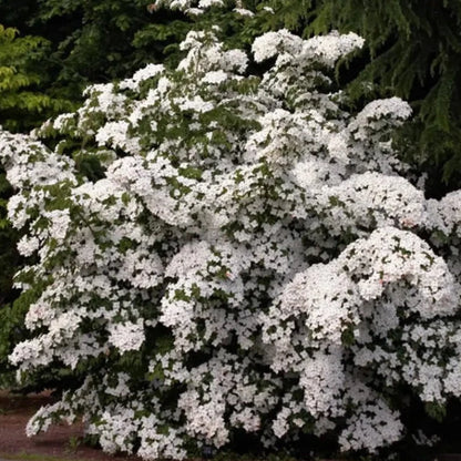 Kousa Dogwood Tree Seeds