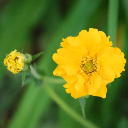 Lady Strathden Geum Flower Seeds