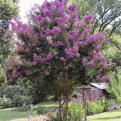 Lagerstroemia Indica Seeds