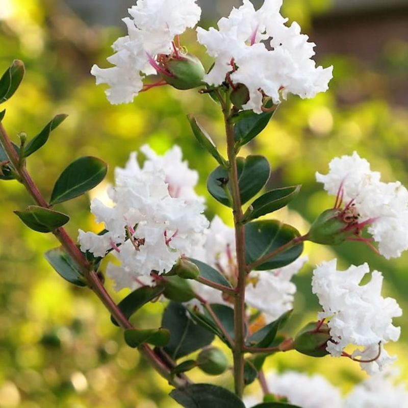 Lagerstroemia Indica Seeds