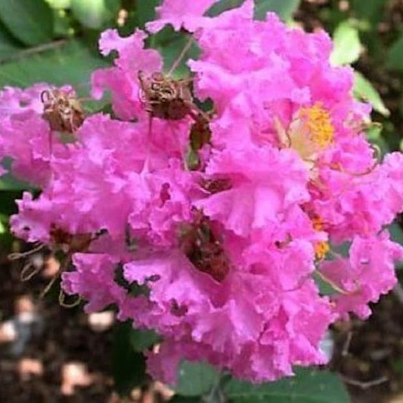 Lagerstroemia Indica Seeds