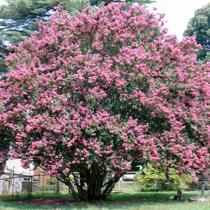 Lagerstroemia Indica Seeds