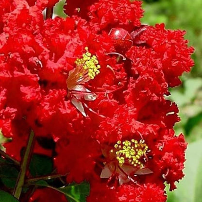 Lagerstroemia Indica Seeds