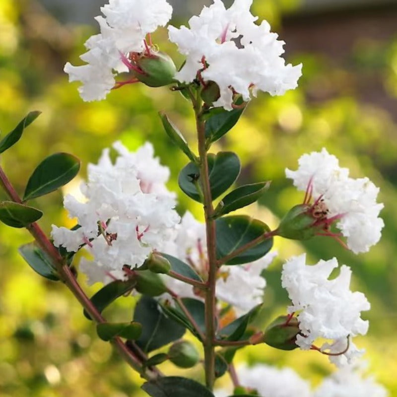 Lagerstroemia Indica Seeds