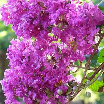 Lagerstroemia Indica Seeds